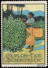 Ernte vom Ceylon Tee Böhringer