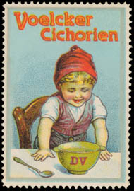 Voelcker Cichorien