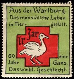 60 Jahr eine Gans